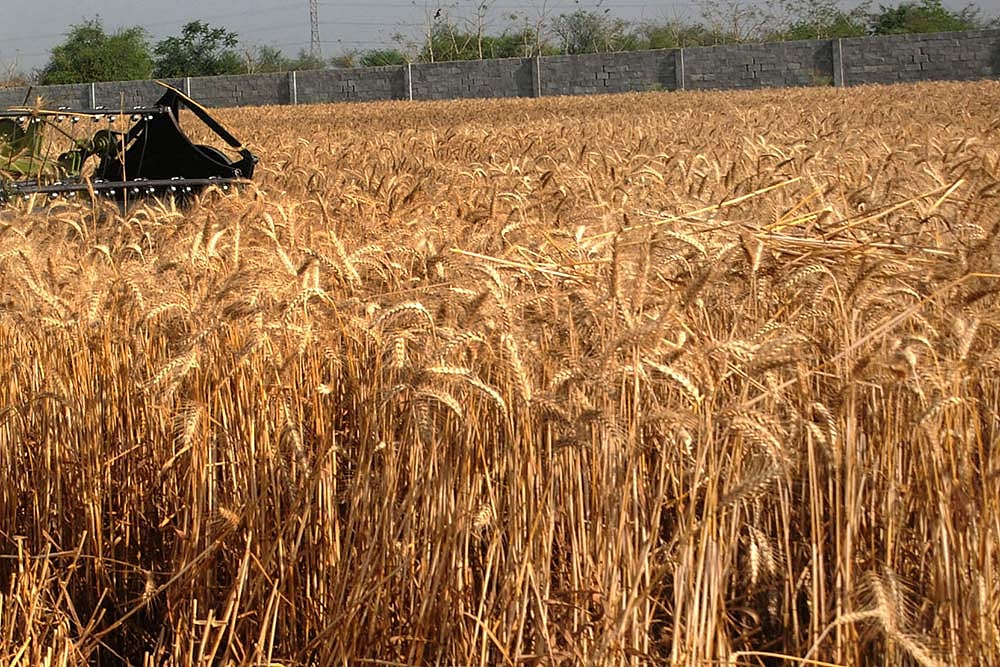 Coronavirus Puts India On Highway To Hunger: Despite Bumper Harvest Why Food Riots Lurk