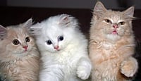 '... Directions Will Avert CATastrophe': Kerala HC Allows Cat Owner To Go Out, Buy Biscuits For 'Feline Friends' '... Directions Will Avert CATastrophe': Kerala HC Allows Cat Owner To Go Out, Buy Biscuits For 'Feline Friends'