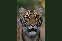 A Twist In The Tail: Animal World May Not Be Immune To Coronavirus Pandemic A Twist In The Tail: Animal World May Not Be Immune To Coronavirus Pandemic