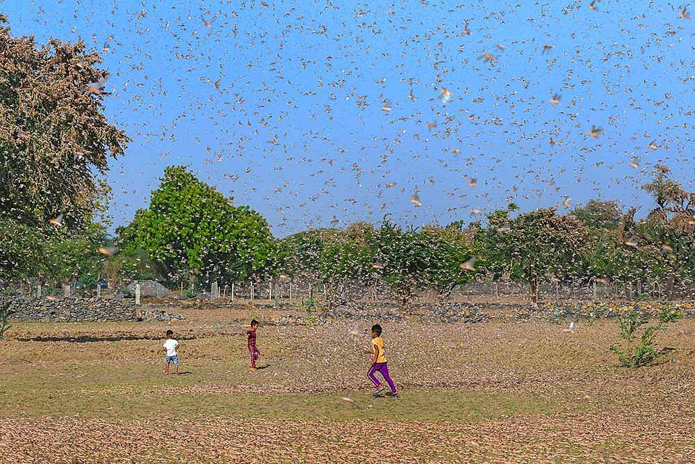 Delhi Govt Issues Advisory For Possible Locust Attack, Instructs Spraying Insecticides And Pesticides