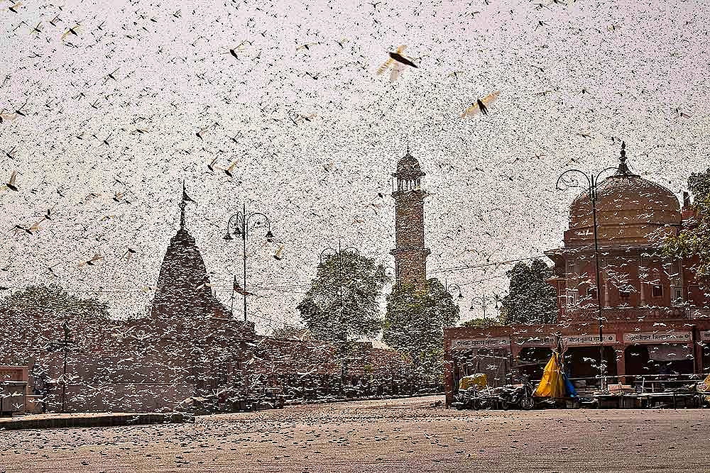 Locust Threat: How Centre And States Battling The Insect Attack