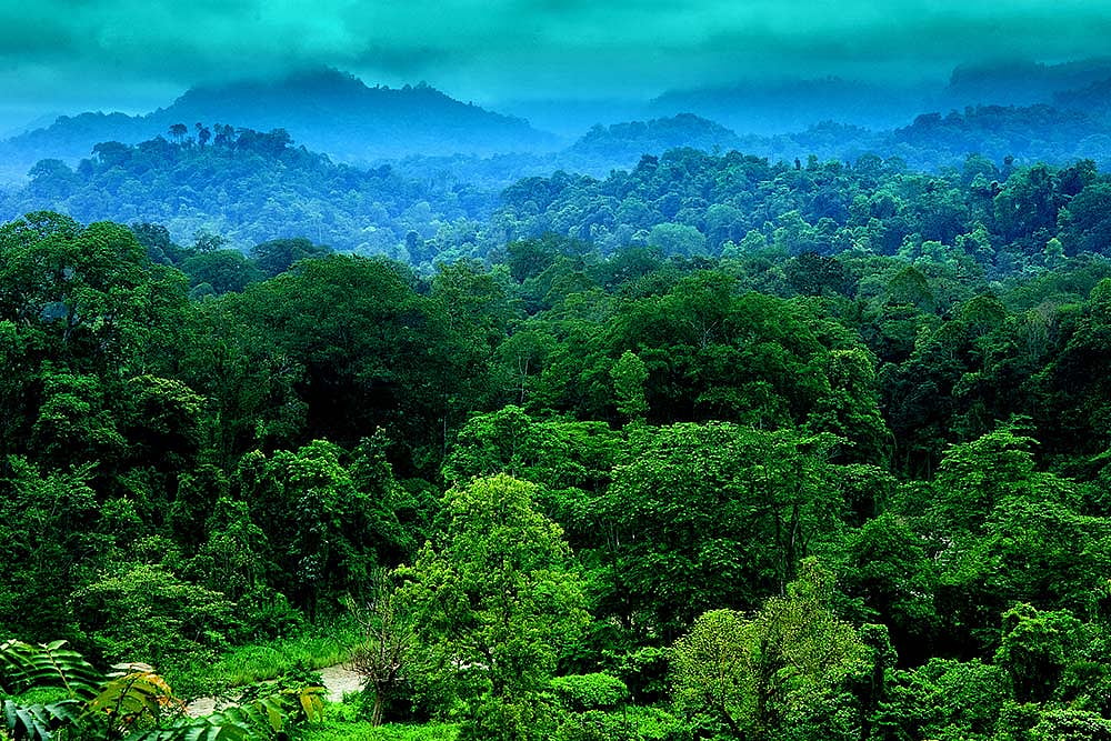 In Quest For ‘Black Gold’, Why Dehing Patkai, Amazon Of The East, Is Gasping For Life