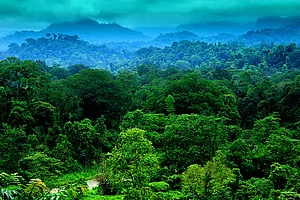 In Quest For ‘Black Gold’, Why Dehing Patkai, Amazon Of The East, Is Gasping For Life