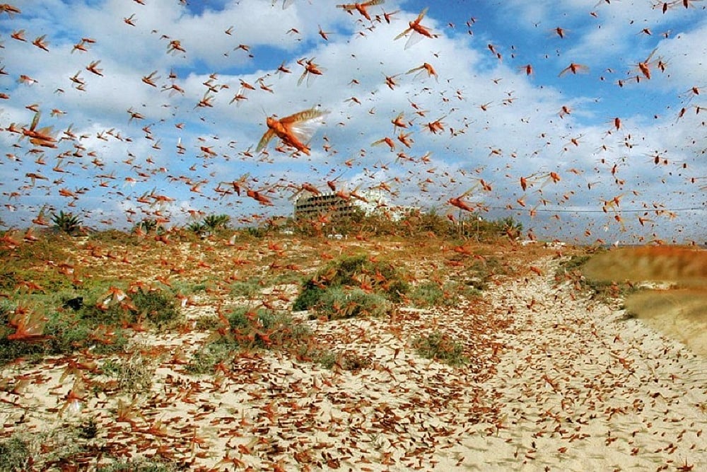Locust Attack: This Was Just Residue, Worst Is Yet To Come, Say Govt Authorities
