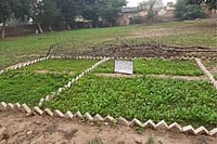 Can Nutri-Gardens Beat Malnutrition? Can Nutri-Gardens Beat Malnutrition?