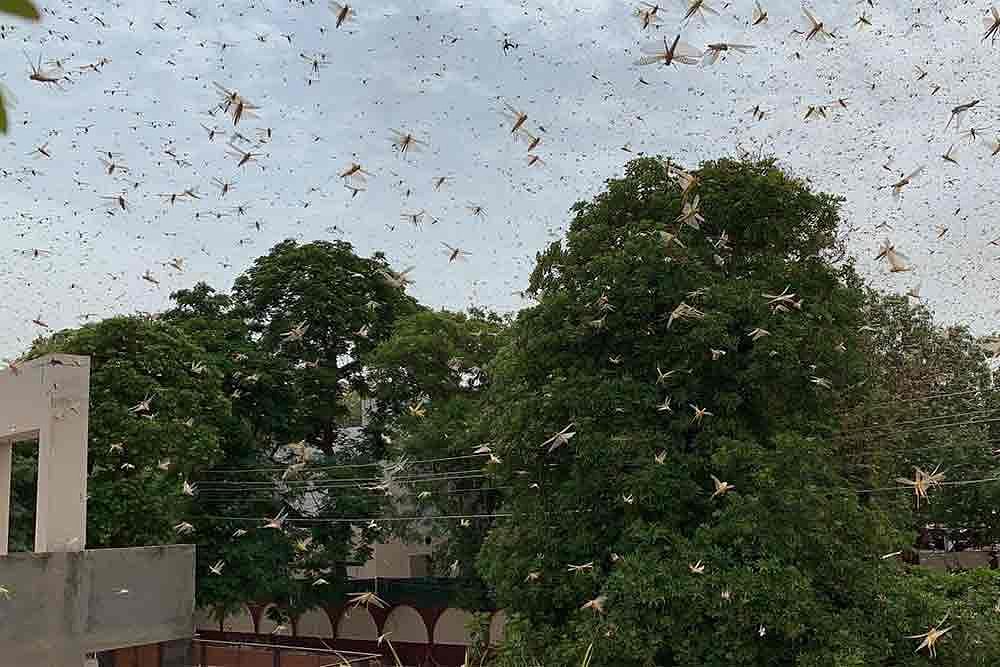 Locusts A Potential Threat To Safe Flying, Can Even Cause Plane Crash: Experts