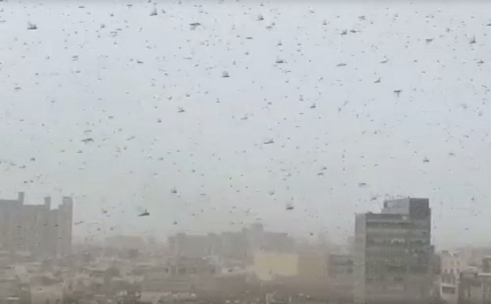 Swarm Of Locusts Reaches Gurugram; Delhi On High Alert, Govt Holds Emergency Meeting