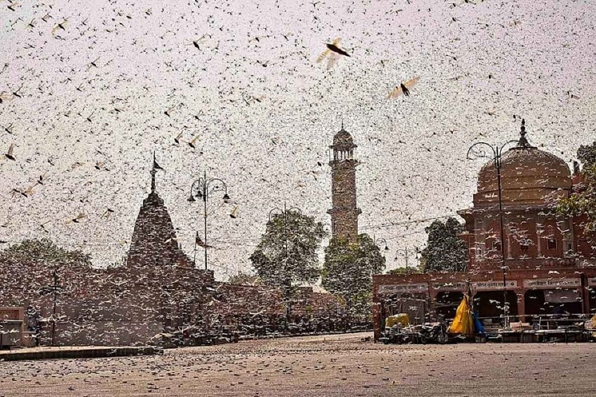 Locust Attack: Why Doesn't Govt Use 'Most Potent Weapon', Helicopters, To Spray Chemicals?