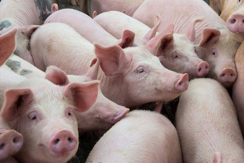 New Swine Flu Virus Strain With 'Pandemic Potential' Identified In China: Study