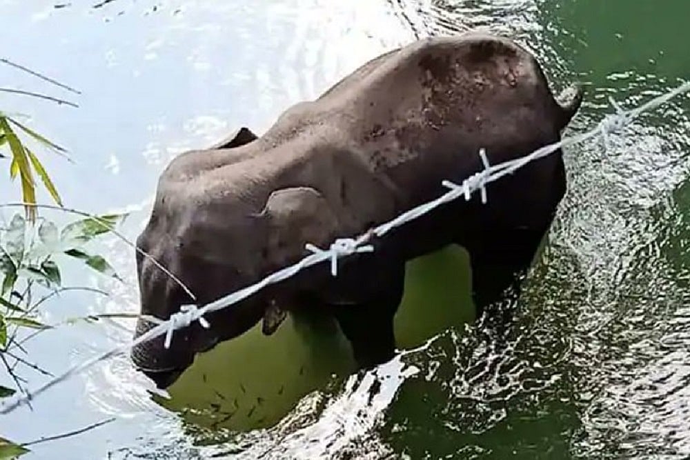 Outrage Over Elephant Death In Kerala Brings Us Some Hope That Humanity Is Not Lost
