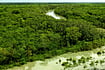 Sundari Trees In Sundarban Delta Are Dying A Slow Death. Is Anyone Listening? Sundari Trees In Sundarban Delta Are Dying A Slow Death. Is Anyone Listening?