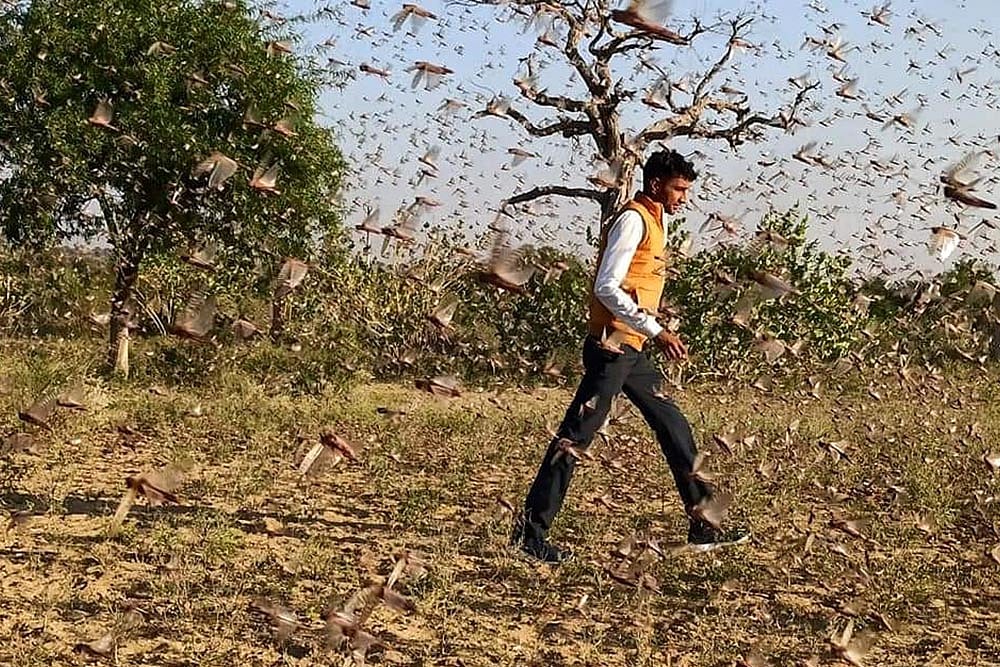 In Pics: Locust Attack In Rajasthan