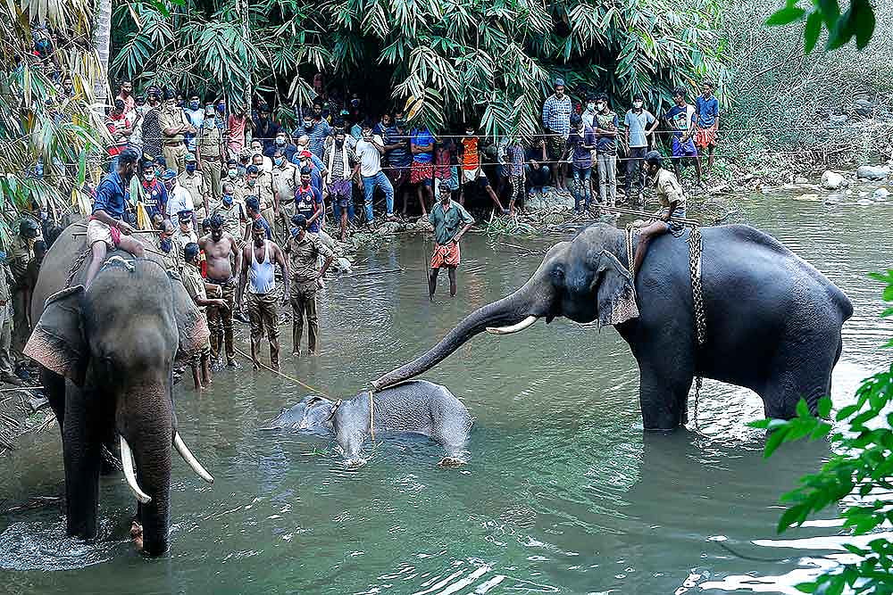 This photo show elephants standing by a 15-year-old pregnant wild elephant who died after suffering injuries, in Velliyar River, Palakkad district of Kerala state. 