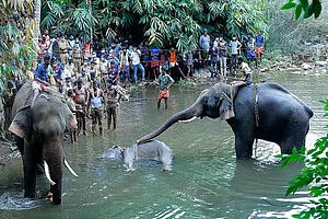India No Country For Elephants, Either In The Wild Or In Captivity