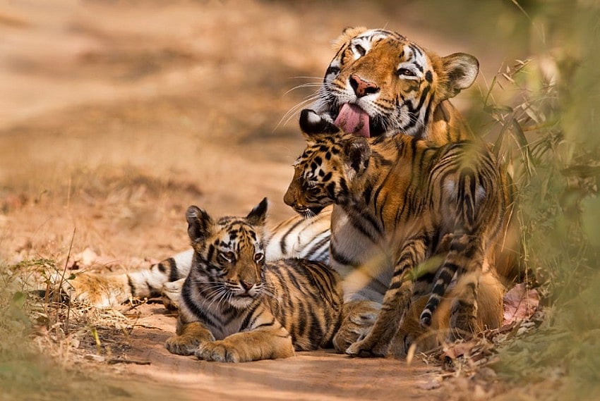 India’s Tiger Guinness Record: Head Count Up In Shrinking Habitat