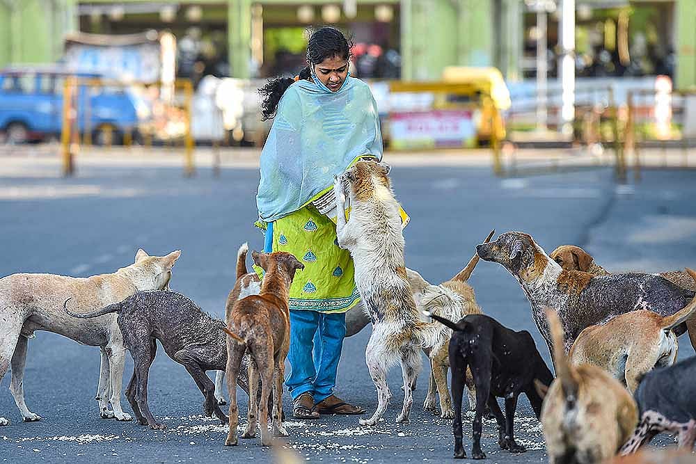 Not Just Cruel But Dangerous For Human Health: PETA On Nagaland Dog Meat Trade