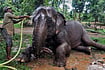 World Elephant Day 2020: In The Shadows Of Vanishing Giants World Elephant Day 2020: In The Shadows Of Vanishing Giants