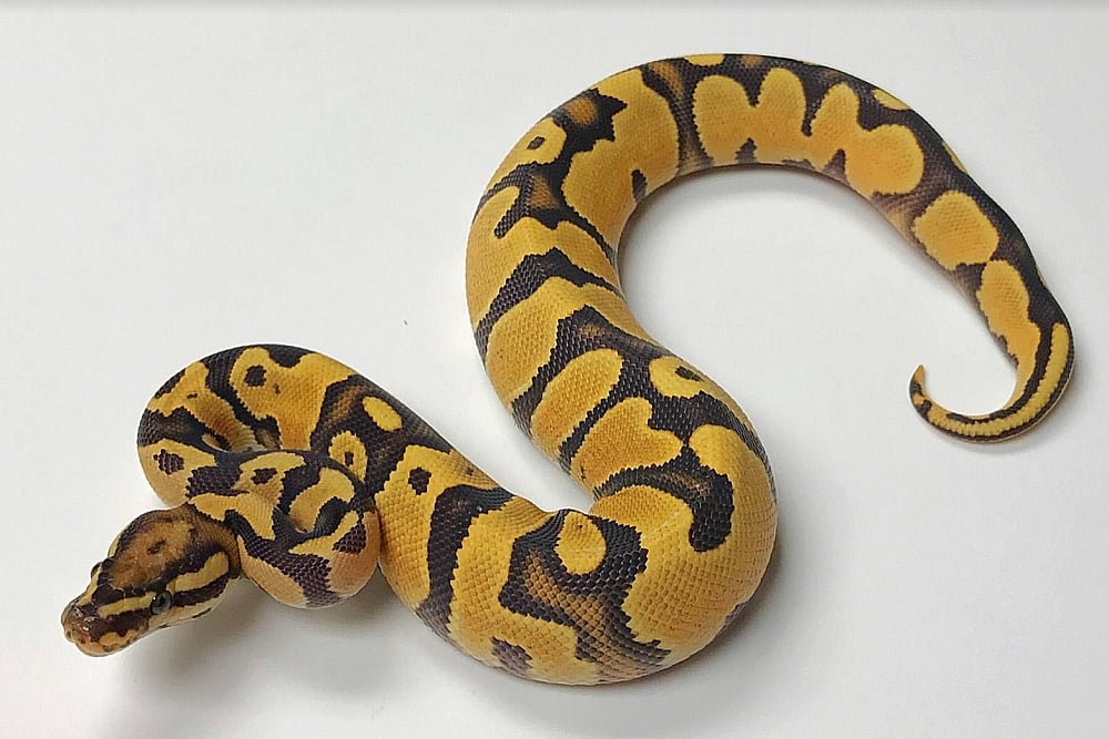 62-Year-Old Python Lays 7 Eggs Without Male Help At St. Louis Zoo