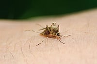 The Pivotal Role Of Nutrition In Controlling Lymphatic Filariasis (Elephantiasis) The Pivotal Role Of Nutrition In Controlling Lymphatic Filariasis (Elephantiasis)