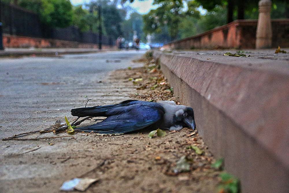 Centre Confirms Bird Flu In 7 States; Test Results For Delhi, Maharashtra Samples Awaited