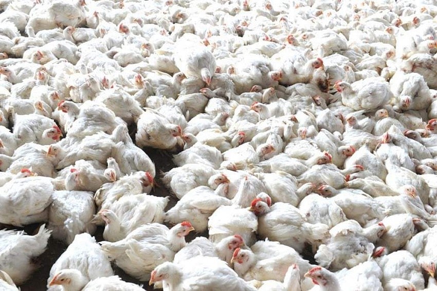All Birds At Kanpur Zoo To Be Killed, Sale Of Meat Prohibited Within 10 Km Radius