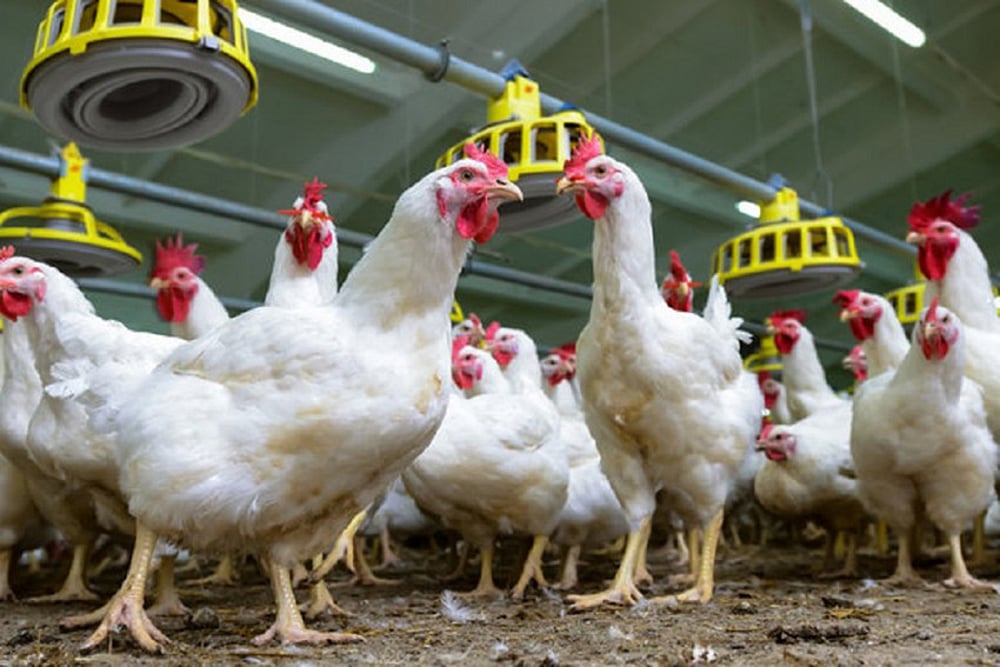 Avian Influenza: Centre Asks States Not To Ban Supply Of Poultry Products
