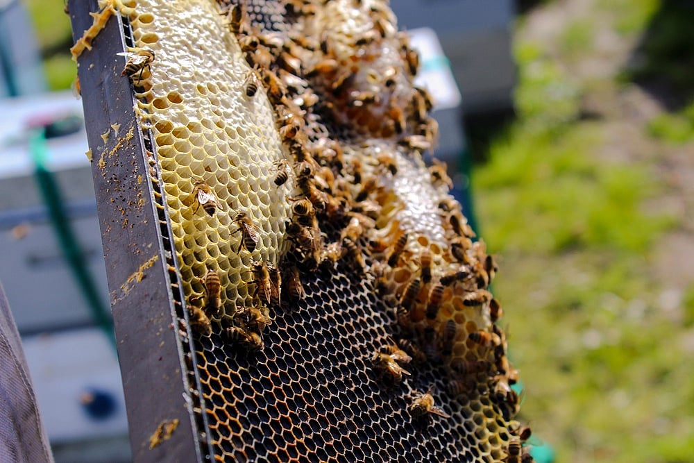 A Bee Story, And Why It Matters - null