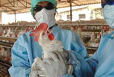 File image : The first case of bird flu in India was reported back in 2019