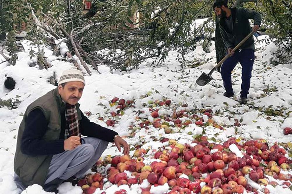 Iranian Apples Imported Through Afghanistan Affecting Kashmir Market: Traders