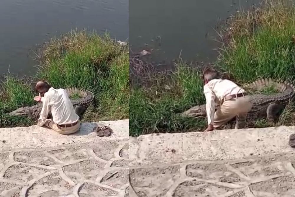 Shocking! Man In Gujarat Bows And Talks To Huge Crocodile, Act Caught On Camera