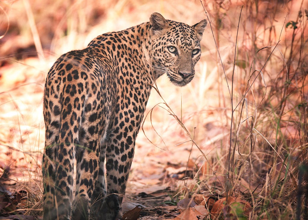 Madhya Pradesh To Radio Collar Leopard, Hyenas To Understand Their Behaviour With Namibian Cheetahs