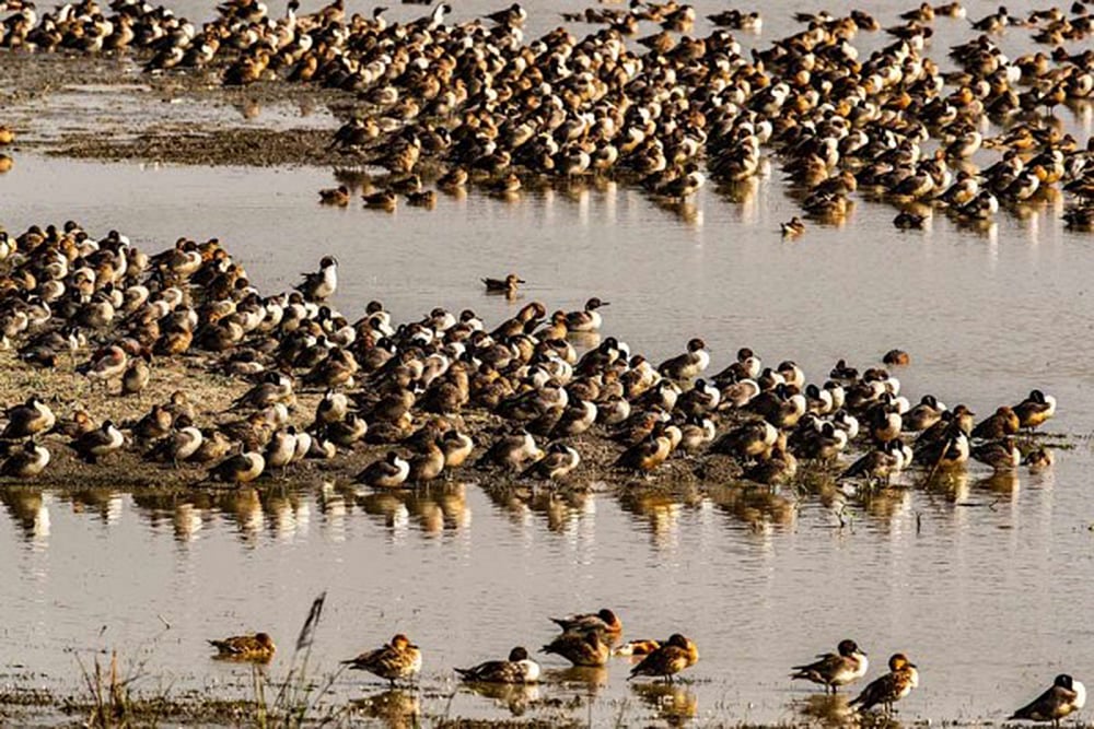 Avian Flu Breaks Out In Rajasthan, Madhya Pradesh, Himachal Pradesh And Kerala
