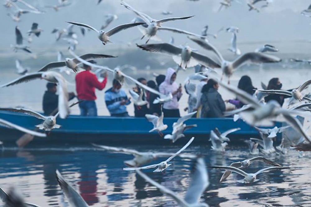 Avian Influenza: Punjab Govt Issues Advisory, Asks Officials To Inspect Poultry Farms