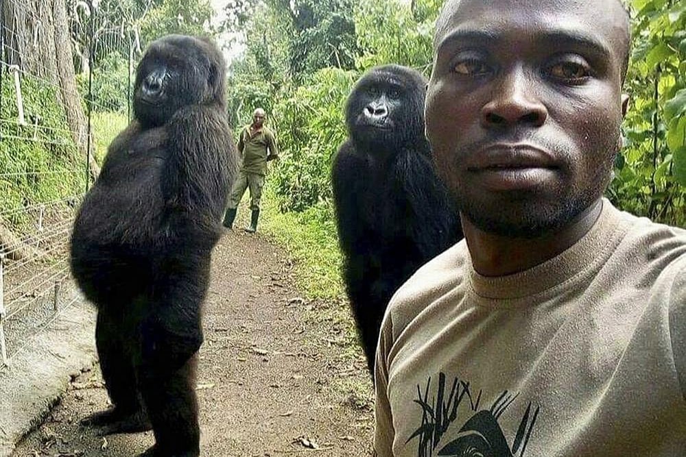 Congo's Famous Gorilla Ndakasi Dies