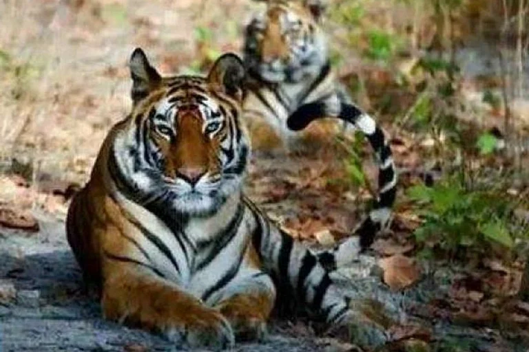 Jim Corbett Tiger Reserve Might Be Renamed As 'Ramganga National Park' - null