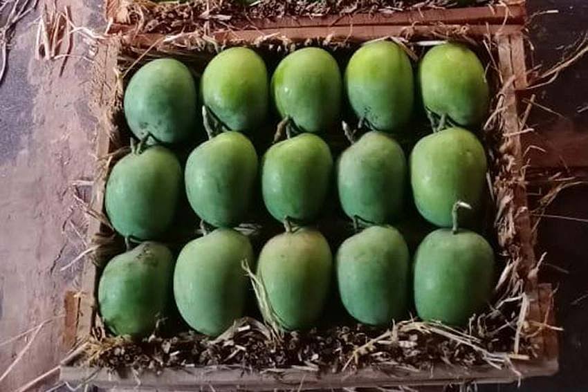 Shocking Mango Prices! Devgad Alphonso Being Sold  At Rs 18K A Dozen