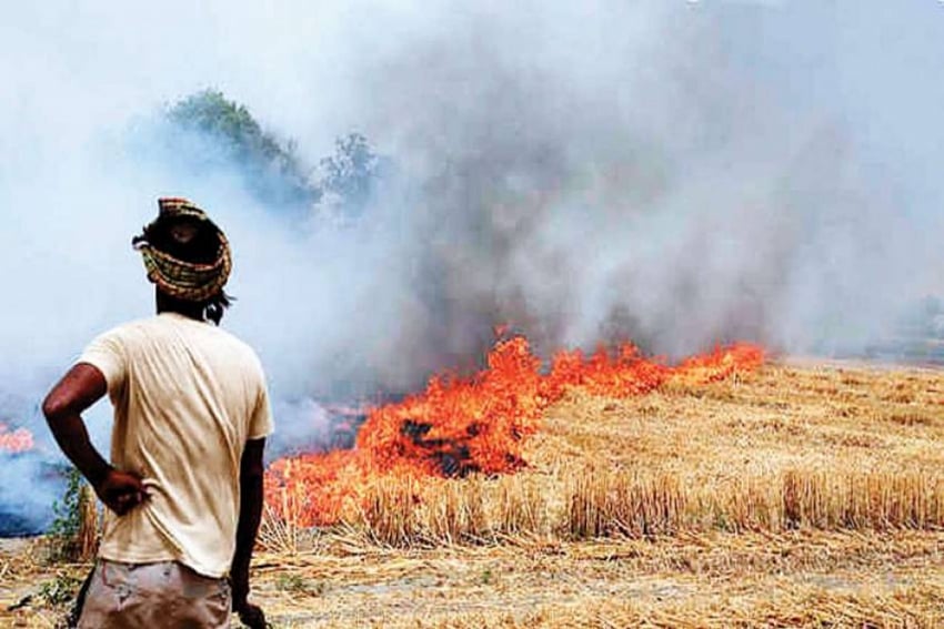 Stubble Burning: Punjab Records 50,000 Farm Fires In 15 Days But Files Zero FIR