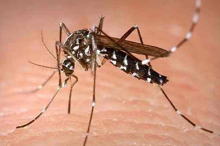 Explainer | Why 66 Positive Zika Virus Cases Have Caused Alarm In Uttar Pradesh - null
