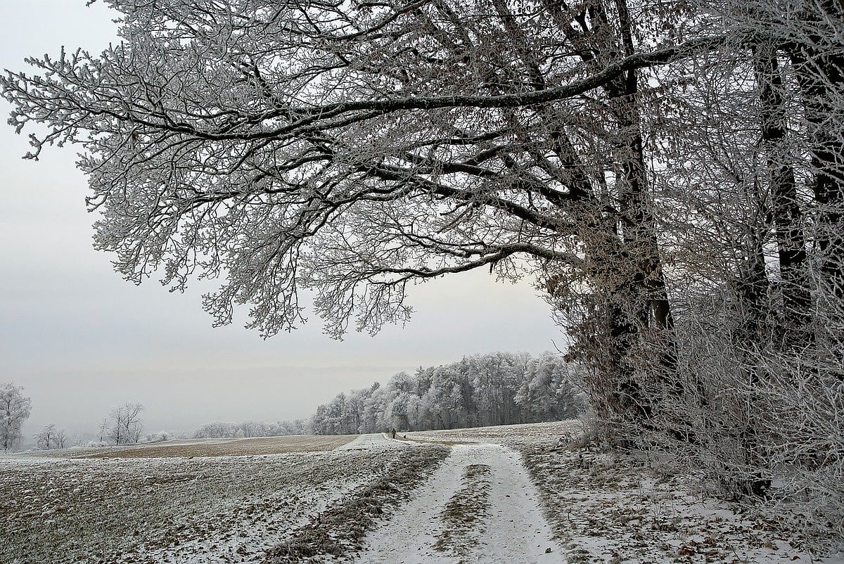 Climate Change: Excess Rainfall, La Nina Condition Likely To Cause Severe Winter This Year - null