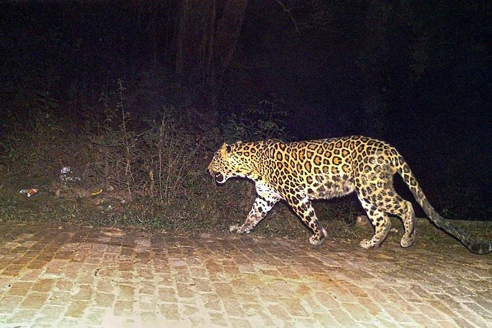 Madhya Pradesh Forest Officials Finds Out Injured Leopard Cub After Sixth Day Of Disappearance From Indore Zoo Premises
