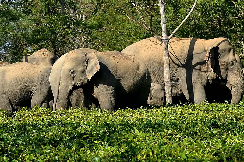 10 elephants died within 72 hours in Bandhavgarh Tiger Reserve, Madhya Pradesh