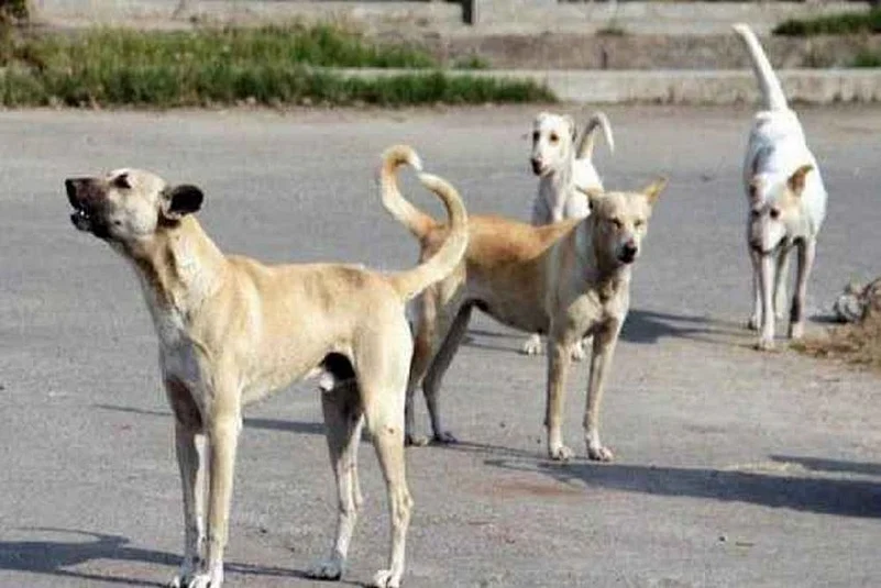 dog carrying baby in delhi