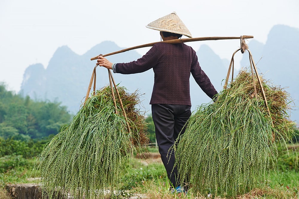 ‘Agricultural Production Model, Trade Need Urgent Action’