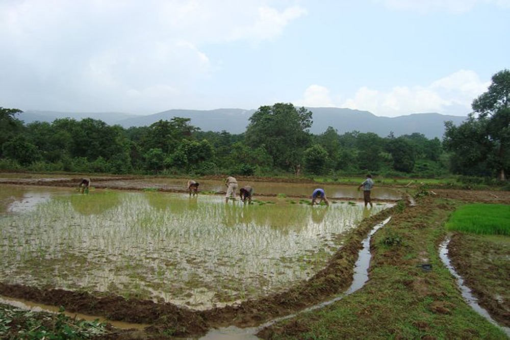 From Mining To Farming: How NMDC Is Contributing To Tribal Villages