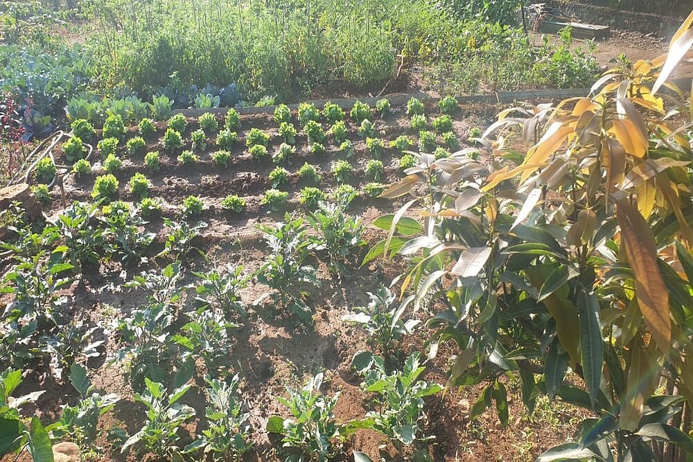 Don’t Throw Away Used Tea Leaves, Use It As Compost