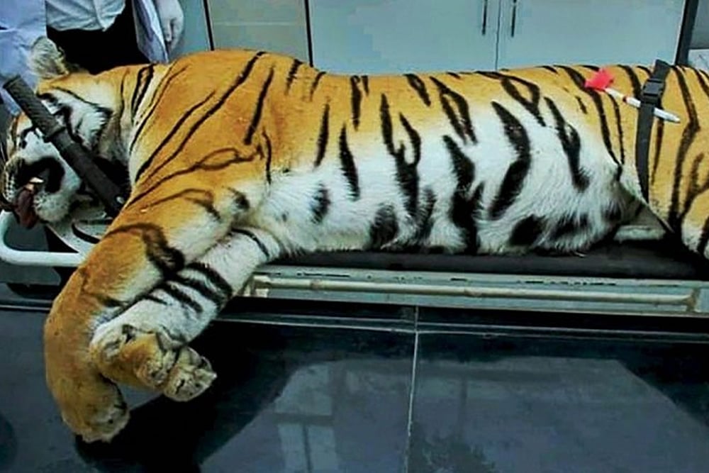 Court Approved Tigeress Avni’s Killing, Says SC; Closes Case Against Maharashtra Officials