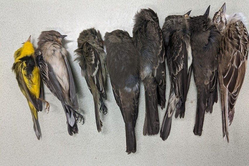 Bird Flu Suspected In Ahmedabad After 190 Pigeons Found Dead In City