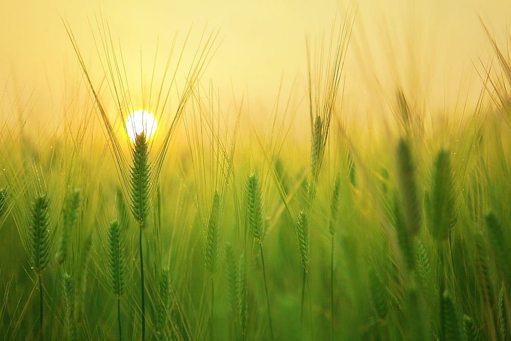 Agriculture Must Be Part Of Climate Change Negotiations: American Farm Bureau Chief