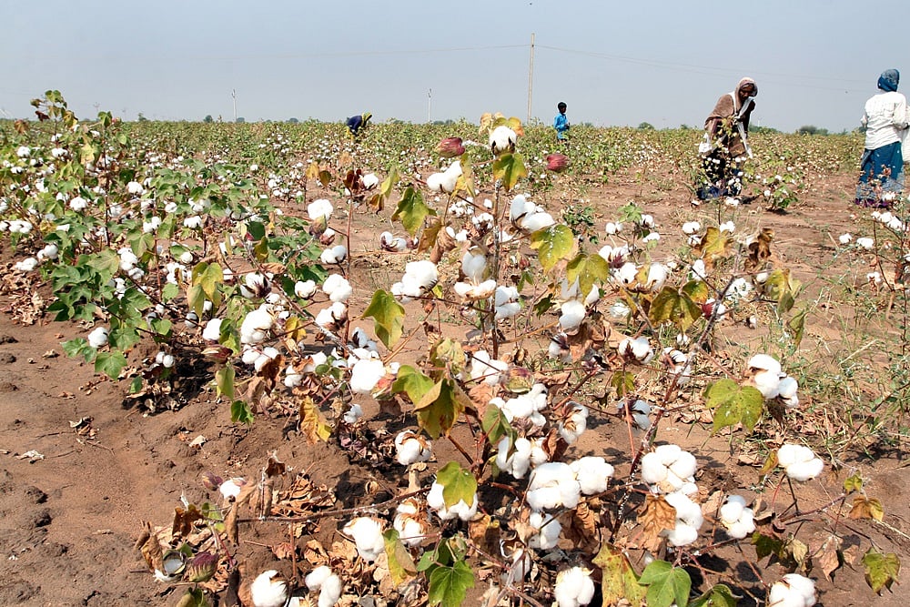 Kharif Procurement Under MSP Shows Increase Over Last Year Corresponding: Agri Ministry