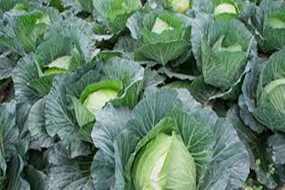 From Cotton To Cabbage – Kaveri Seed’s New Journey - null